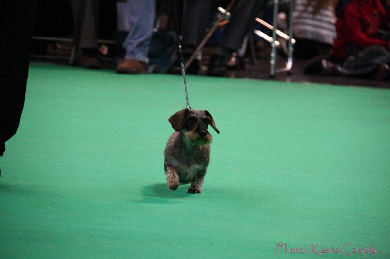 Crufts2011_2 1386.jpg